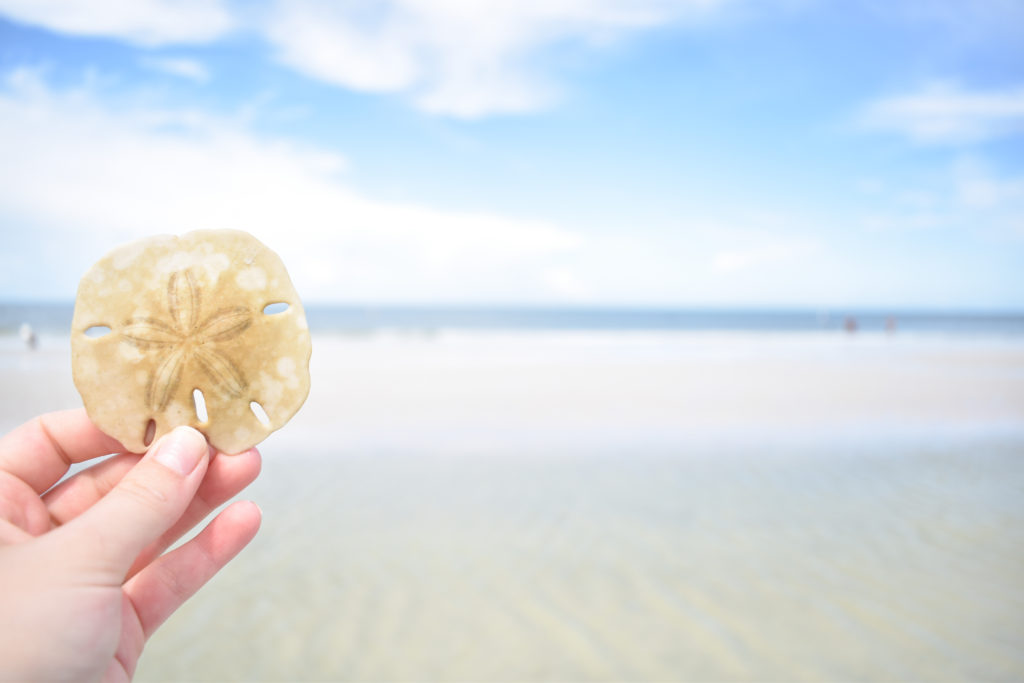 fort de soto park florida