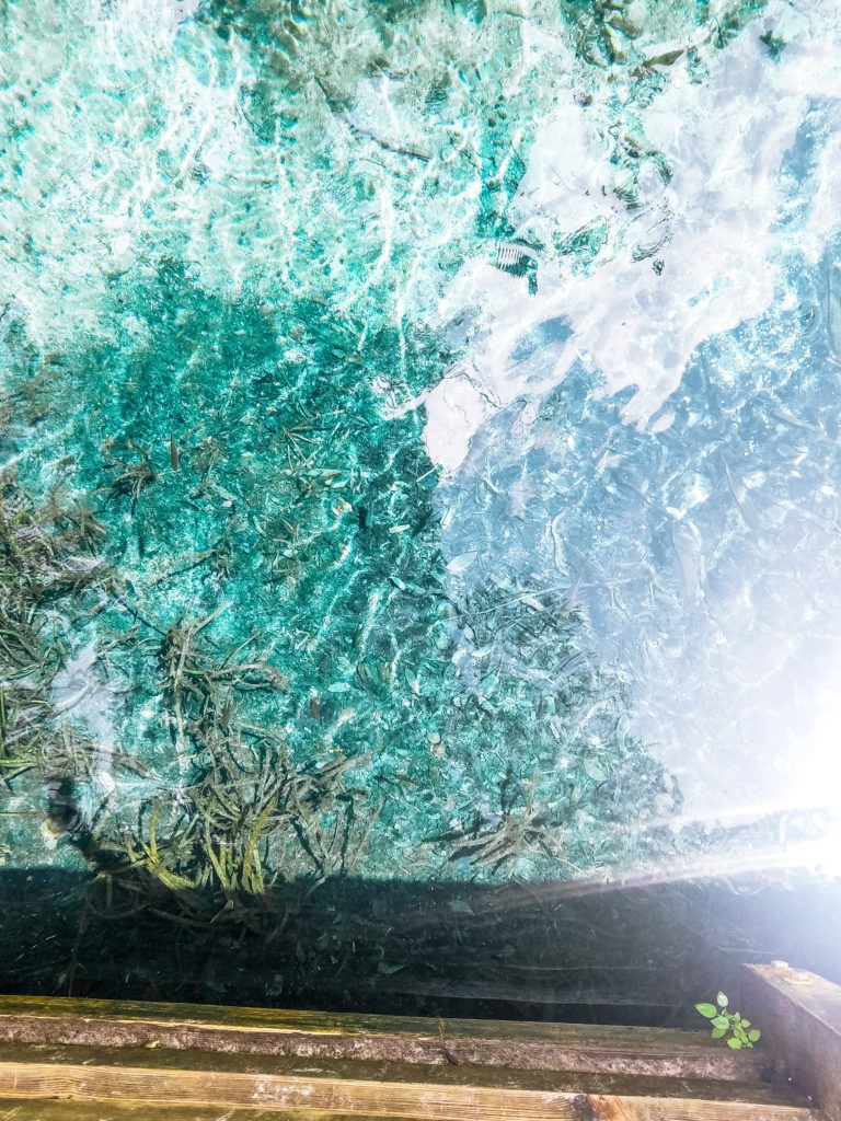 ichetucknee springs state park