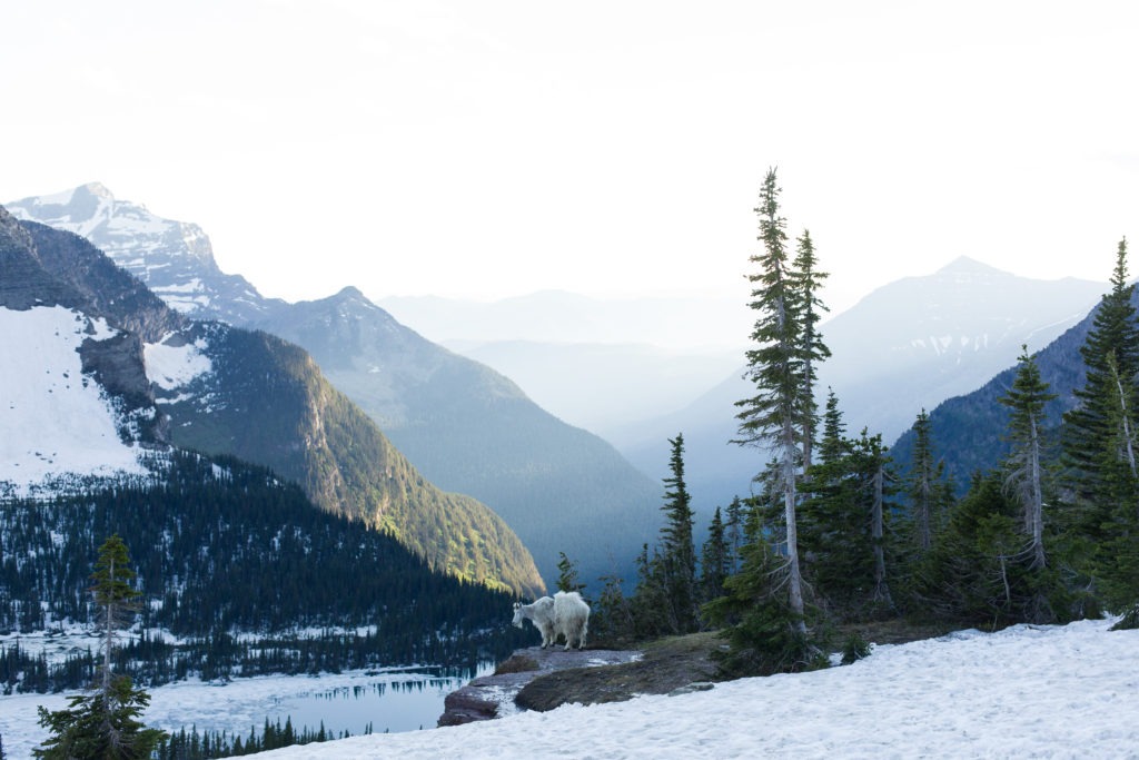 hidden lake overlook glacier national park