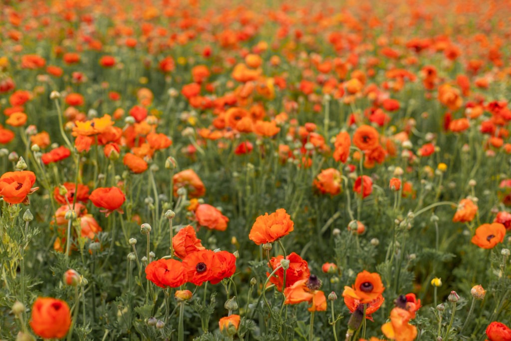 Carlsbad flower fields