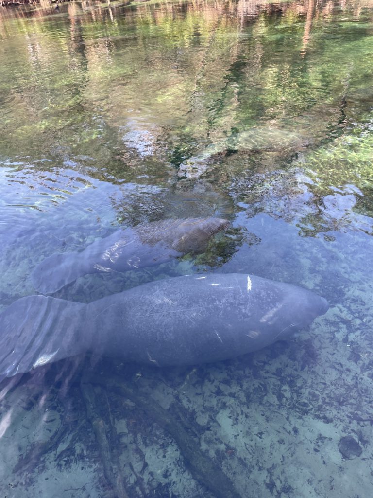 best blue springs in florida