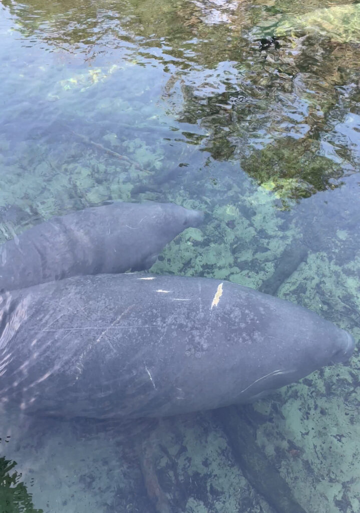 where to see manatees in florida 